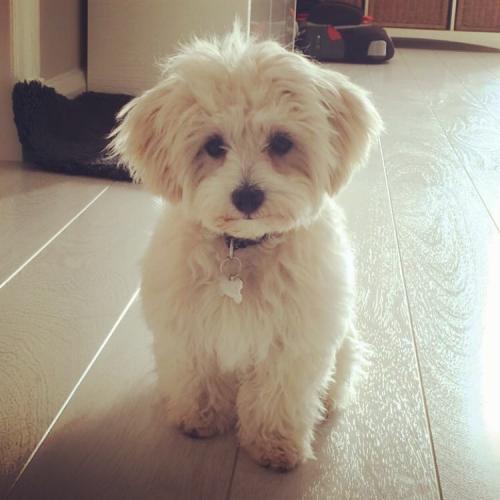 Bussie - Maltipoo